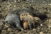 Bache m saueg Frischlingen