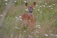 Reh auf Wiese m Schafgarbe