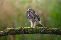 Turmfalke mit Maus auf Ast