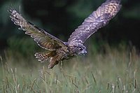 Uhu im Flug vor Waldrand