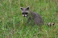 Waschbaer Jungtier auf Wiese