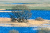 Elbtalaue Weide Schwemmland