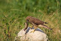 Turmfalke mit Maus auf Stein