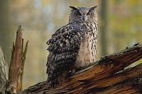 Uhu auf abgebrochenem Stamm