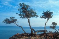 Windfluechter Korsika