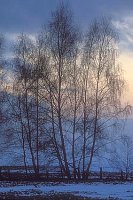 Winterstimmung Birken