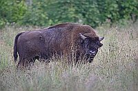 Wisent Bulle im Gras stehend