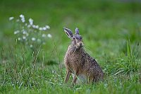 Feldhase auf Wiese
