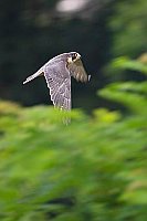 Wanderfalke im Flug vor Wald