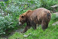 Braunbaer am Hang Seitenans