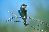 Bienenfresser auf Ast