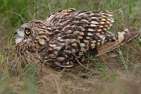 Sumpfohreule drohend