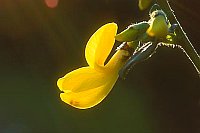 Ginster einzelne Bluete