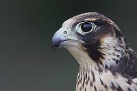 Wanderfalke Juv Kopfportrait