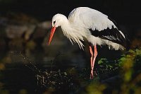 Weissstorch im Abendlicht