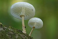 Buchen_Schleimruebling 2 Ex