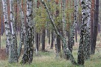 Birken -Kiefernwald bei Boek