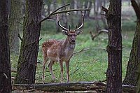 Damhirsch sichernd zw Baeumen