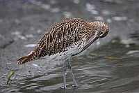 Gro�er Brachvogel Gefiederpfle