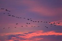 Kranich-Formation_Abendhimmel