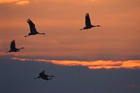 Kraniche 4 Ex am Abendhimmel