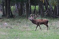 Rothirsch rufend am Waldrand