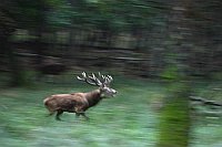 Rothirsch rufend mitgezogen