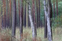 Wald bei Boek kuenstlerisch