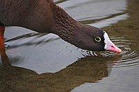 Zwerggans Wasser trinkend