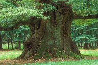 Ivenacker Eiche aeltester Baum