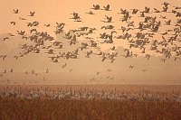 Kranich Schwarm Morgenhimmel