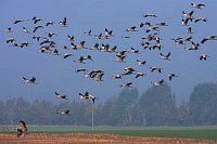 Kraniche im Flug ue Feldmark