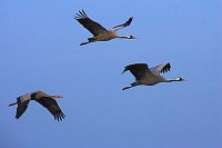 Kranich Familie am Himmel