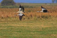 Kranich Familie ueber Wiese