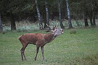Rothirsch auf Wiese rufend