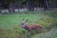 Rothirsch durch Graben laufend