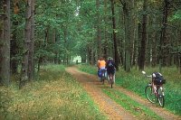 Waldweg mit Radfahrern Mueritz