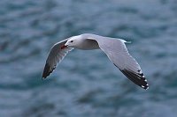 Korallenmoewe ueber Wasser