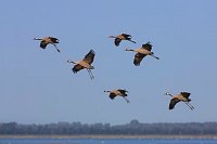 Kraniche im Landeanflug windig