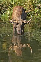 Elch am Gewaesser trinkend