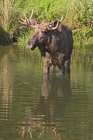 Elch im Wasser stehend