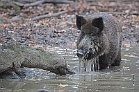 Wildschwein Wasser schoepfend