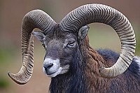 Mufflon Widder Kopfportrait Se