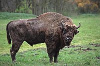 Wisent Bulle auf Wiese