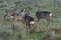 Rehe vier Ex auf Wiese