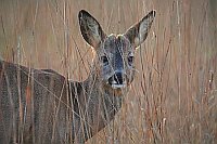 Reh Bockkitz hinter Grashalmen