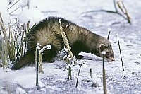 Iltis im Winter auf Eis