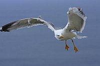 Weisskopfmoewe im Flug bremsen