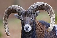 Mufflon Widder Kopfportrait v