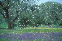 Kuhreiher Kolonie Extremadura